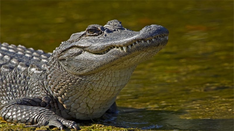 Alligators and Public Safety