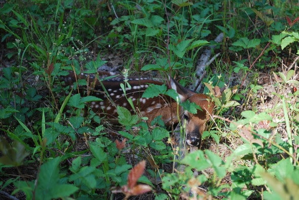 Don’t Move The Fawn – A Message from SCDNR