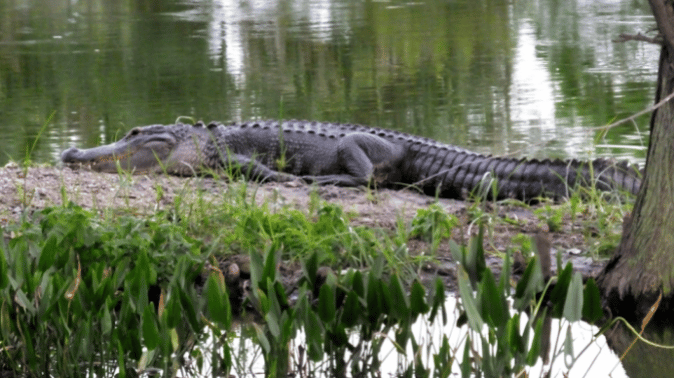 Alligators and Off-Leash Dogs