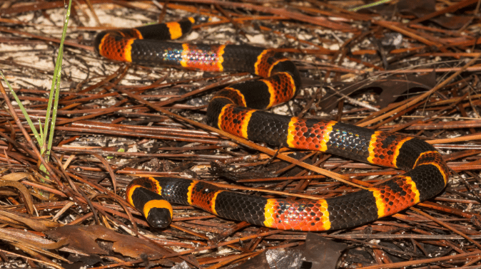 Living With Wildlife – Snakes - Daniel Island Property Owners' Association