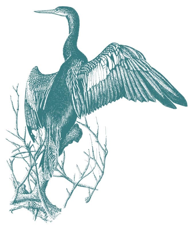 Anhinga sea bird illustration by Bryan Stone
