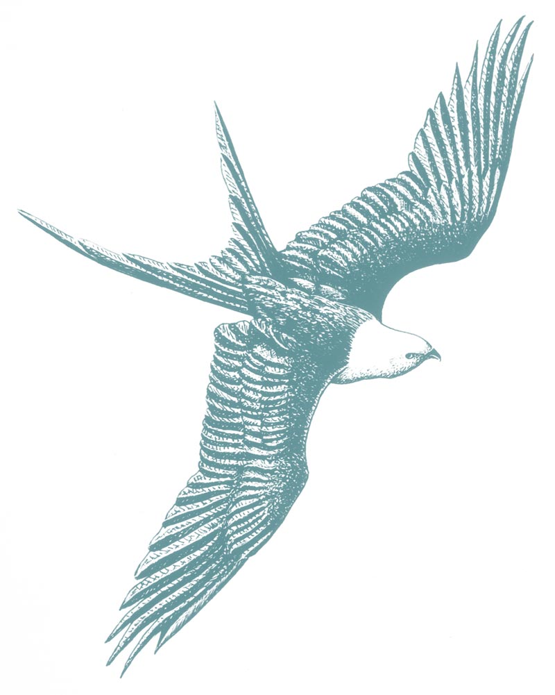 Swallow Tail Kite illustration by Bryan Stone