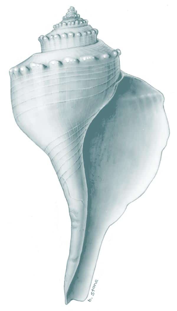 Whelk shell illustration by Bryan Stone